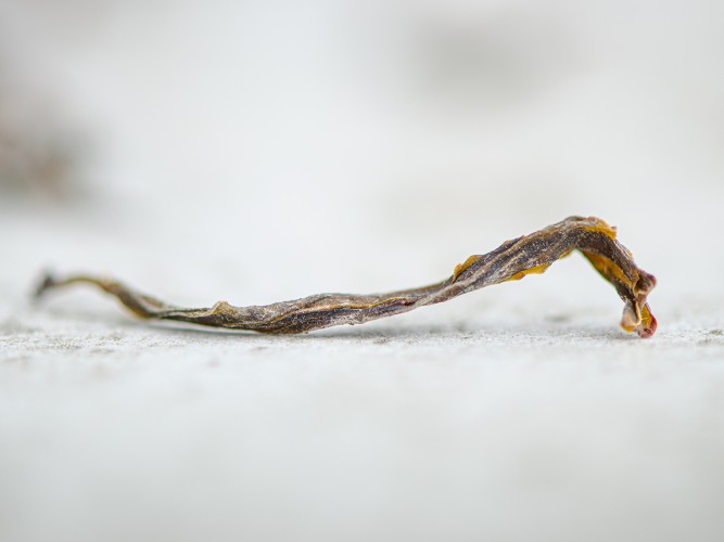 Gruziński Zielony Ratna „AA", 2025