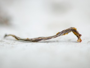 Gruziński Zielony Ratna „AA", 2025