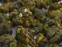 Alishan Qing Xiang “A” (Alishan Mountain Fresh Aroma Oolong)