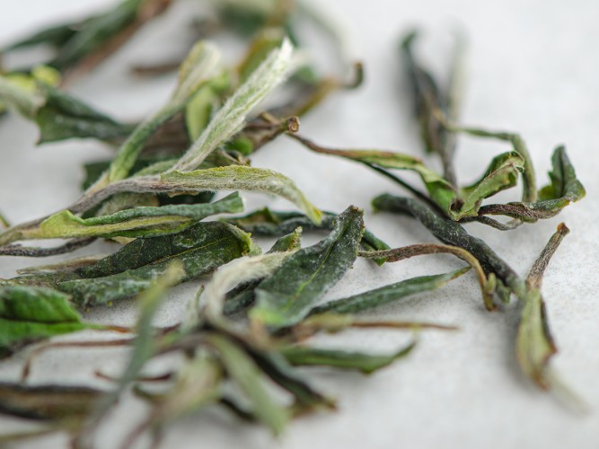 Herbata Biała "Dzika Koniczyna", Ratna, Georgia, 2025.