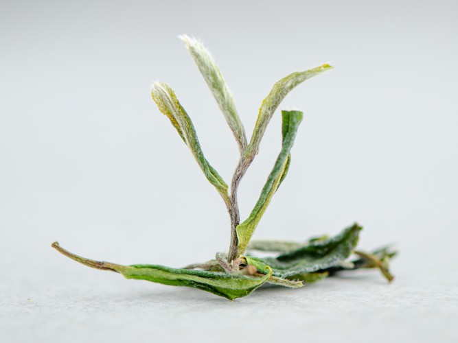 Herbata Biała "Dzika Koniczyna", Ratna, Georgia, 2025.