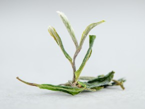 Herbata Biała "Dzika Koniczyna", Ratna, Georgia, 2025.