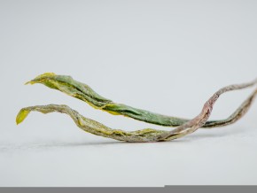 Sheng puer "Gooseberry", Tkibuli, Georgia, 2024