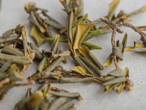 Sagan-Dailya "Winter" (Saigan-Dailya, Białe Skrzydło Szamana) "AA", 2024