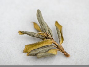 Sagan-Dailya "Winter" (Saigan-Dailya, Białe Skrzydło Szamana) "AA", 2024