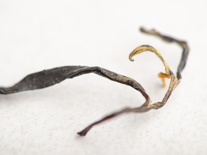 Wędzone czerwone „Lapsang Sushidze”, Khoni, Gruzja, 2025