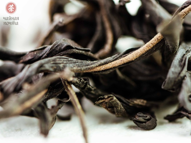 Jiu Do Zi Dan Cong "AAA" (Samotne krzewy z liśćmi o ostrych zębach)