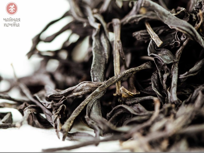 Jiu Do Zi Dan Cong "AAA" (Samotne krzewy z liśćmi o ostrych zębach)