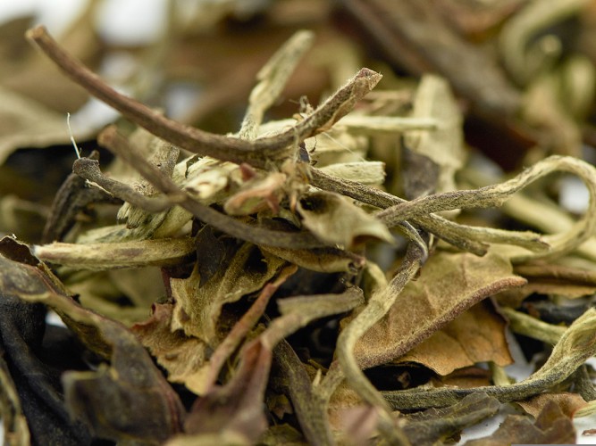 Yue Guang Bai (Białe światło księżyca) „AA”, 2025