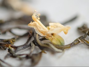 Zielona herbata "Acacia", Tkibuli, 2025