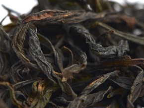 Huang Zhi Xiang „AA” (Samotne krzewy o zapachu żółtej akacji)