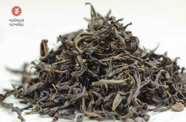 Jin Bien Qi Lan „AAA” (Cudowna Orchidea)