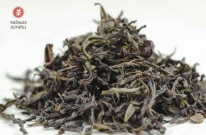 Jin Bien Qi Lan „AAA” (Cudowna Orchidea)