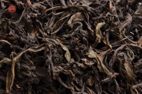 Jin Bien Qi Lan „AAA” (Cudowna Orchidea)