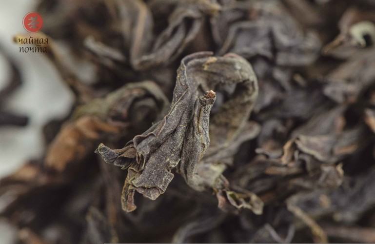 Jin Bien Qi Lan „AAA” (Cudowna Orchidea)