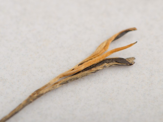 Dian Hong Song Zhen "AA" (Pine Needles), 2024.