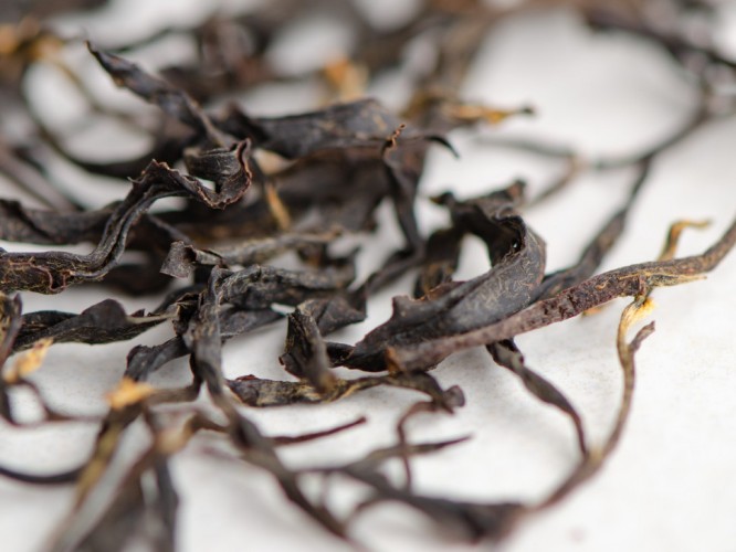 GABA „Czerwona”, Gruzja, 2025