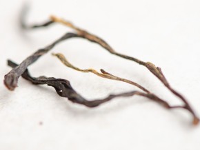 GABA „Czerwona”, Gruzja, 2025