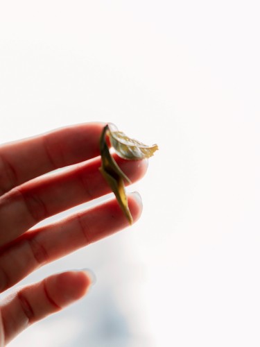 Herbata zielona „Lun Tsinidze” od babci Nargizy, „AA”, Gruzja, 2025, 50g.