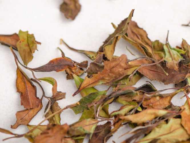 Белый чай „Белое Солнце Ткибули”, Грузия, 2024г.