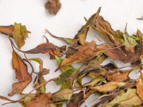 Белый чай „Белое Солнце Ткибули”, Грузия, 2024г.