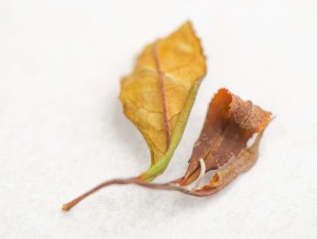 Белый чай „Белое Солнце Ткибули”, Грузия, 2024г.