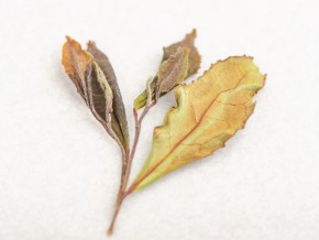 Белый чай „Белое Солнце Ткибули”, Грузия, 2024г.