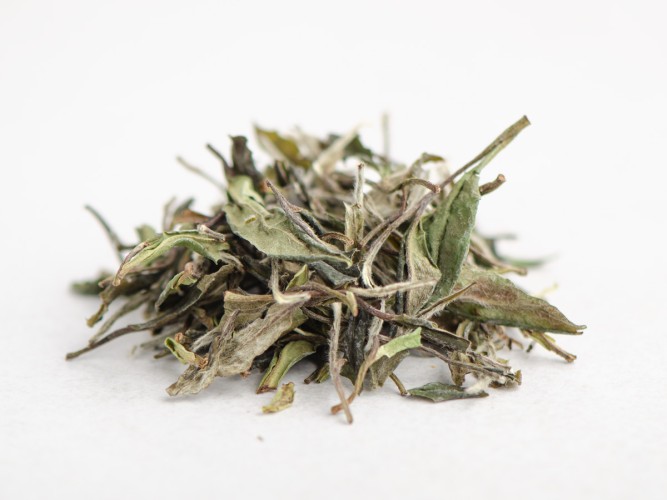 Bai Mu Dan „AA” (biała piwonia), 2023