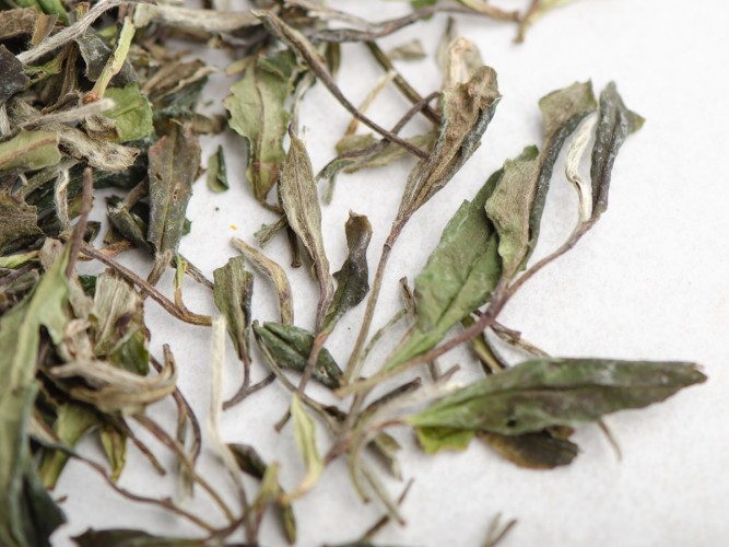 Bai Mu Dan „AA” (biała piwonia), 2023