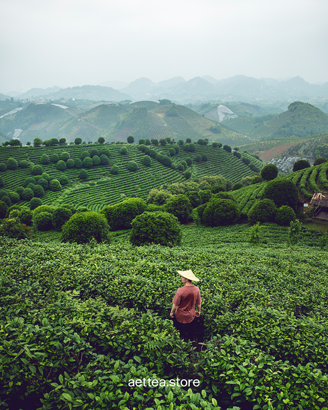 aettea to podróż przez świat herbaty